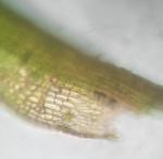Syntrichia fragilis (Taylor) Ochyra