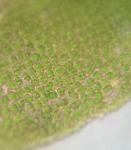 Syntrichia fragilis (Taylor) Ochyra