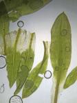 Syntrichia fragilis (Taylor) Ochyra
