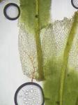 Syntrichia fragilis (Taylor) Ochyra