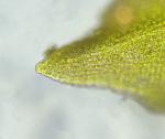 Syntrichia fragilis (Taylor) Ochyra