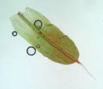 Syntrichia pagorum (Milde) J.J. Amann