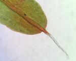 Syntrichia pagorum (Milde) J.J. Amann