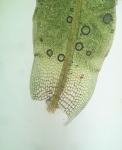 Syntrichia pagorum (Milde) J.J. Amann