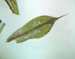 Syntrichia papillosa (Wilson) Jur.