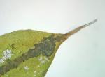 Syntrichia papillosa (Wilson) Jur.