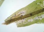 Syntrichia papillosa (Wilson) Jur.