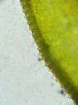 Syntrichia papillosa (Wilson) Jur.