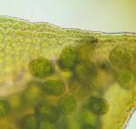 Syntrichia papillosa (Wilson) Jur.