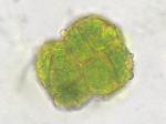 Syntrichia papillosa (Wilson) Jur.