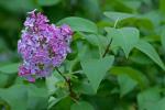 Syringa vulgaris L.