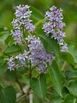 Syringa vulgaris L.