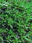 Syrrhopodon texanus Sull.