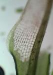 Syrrhopodon texanus Sull.