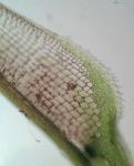 Syrrhopodon texanus Sull.