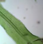 Syrrhopodon texanus Sull.