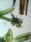 Syrrhopodon texanus Sull.