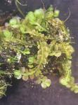 Syzygiella autumnalis (DC.) K. Feldberg, Vána, Hentschel & J. Heinrichs