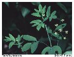 Taenidia integerrima (L.) Drude