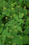 Taenidia integerrima (L.) Drude
