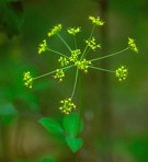 Taenidia integerrima (L.) Drude