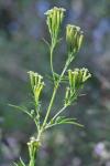 Tagetes minuta L.