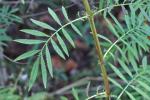 Tagetes minuta L.