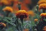 Tagetes patula L.