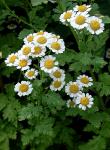 Tanacetum parthenium (L.) Schultz Bip.