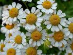 Tanacetum parthenium (L.) Schultz Bip.