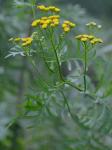 Tanacetum vulgare L.