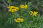 Tanacetum vulgare L.