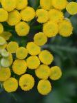 Tanacetum vulgare L.