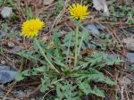 Taraxacum erythrospermum Andrzejowski ex Besser
