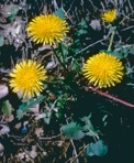 Taraxacum officinale G.H. Weber ex Wiggers