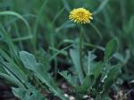 Taraxacum officinale G.H. Weber ex Wiggers