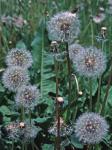 Taraxacum officinale G.H. Weber ex Wiggers