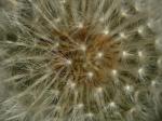 Taraxacum officinale G.H. Weber ex Wiggers