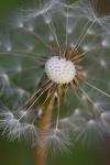 Taraxacum officinale G.H. Weber ex Wiggers