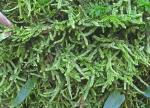 Taxiphyllum deplanatum (Bruch & Schimp. ex Sull.) M. Fleisch.