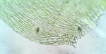 Taxiphyllum deplanatum (Bruch & Schimp. ex Sull.) M. Fleisch.