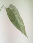 Taxiphyllum deplanatum (Bruch & Schimp. ex Sull.) M. Fleisch.
