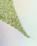 Taxiphyllum deplanatum (Bruch & Schimp. ex Sull.) M. Fleisch.