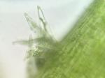 Taxiphyllum deplanatum (Bruch & Schimp. ex Sull.) M. Fleisch.