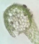 Taxiphyllum deplanatum (Bruch & Schimp. ex Sull.) M. Fleisch.