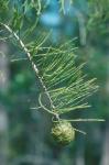 Taxodium ascendens Brongniart