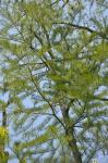 Taxodium ascendens Brongniart