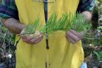 Taxodium ascendens Brongniart