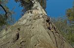 Taxodium distichum (L.) Richard