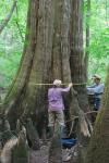 Taxodium distichum (L.) Richard